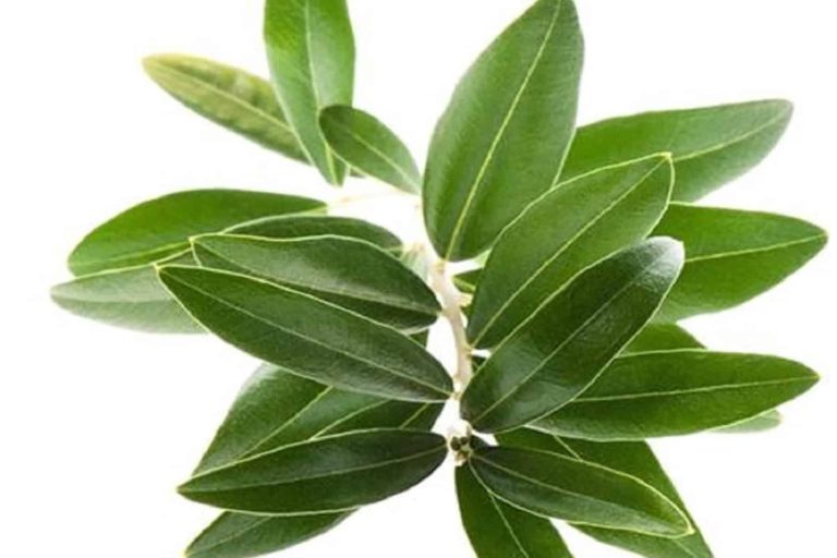 فوائد علاجية watanserb.com