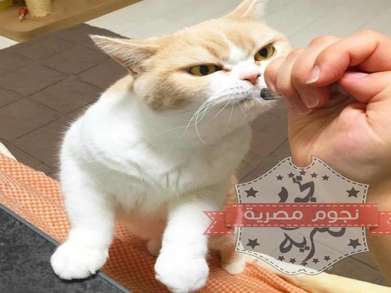 قطة تطرد رجل وزوجته watanserb.com
