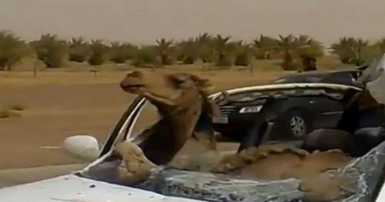 جمل يجلس في المقعد الأمامي لسيارة جمل يجلس بالمقعد الأمامي watanserb.com
