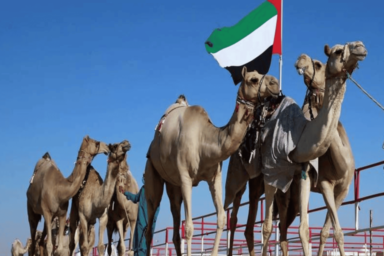 مهرجان الإبل بالإمارات watanserb.com