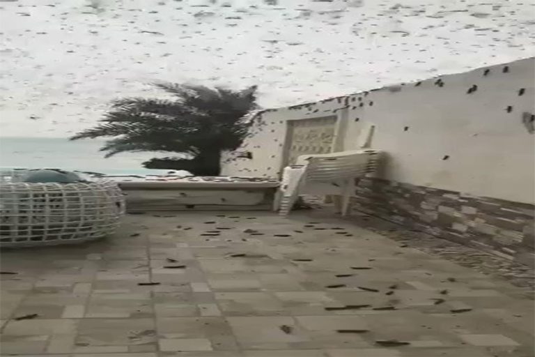 الجراد يجتمع مع كورونا على إيران watanserb.com