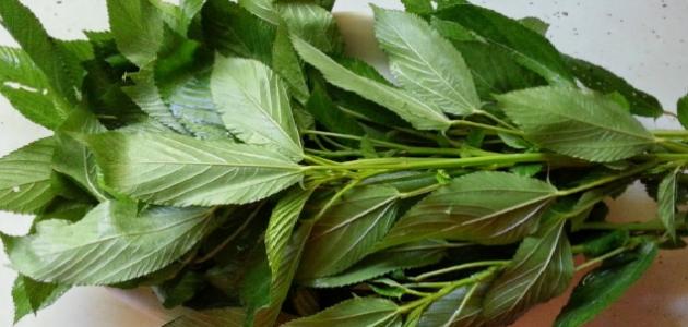 طبيب كويتي مختصّ يكشف تفاصيل مثيرة عن دور الملوخية في علاج فيروس كورونا الملوخية watanserb.com