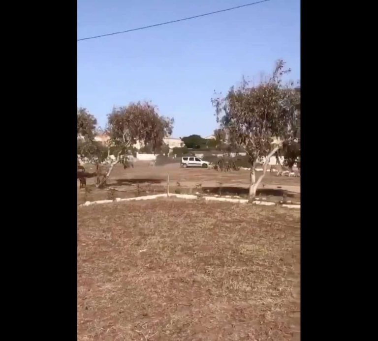 "فرنسي" يدهس قطيع أغنام وخراف لطفل مغربي بسيارته