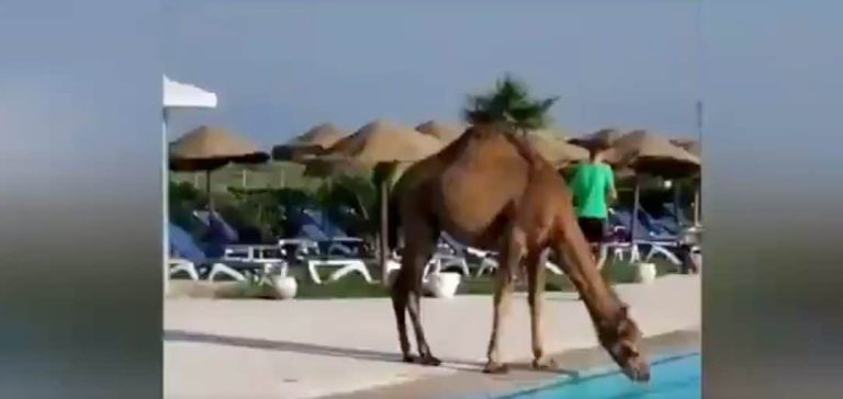 جمل قرر يغطس في حمام السباحة