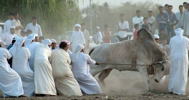“شاهد” هذا الموروث الشعبي بسلطنة عُمان انتهى دون رجعة بفرمان سلطاني يطبق في التو واللحظة مناطحة الثيران في سلطنة عمان حيوانات watanserb.com