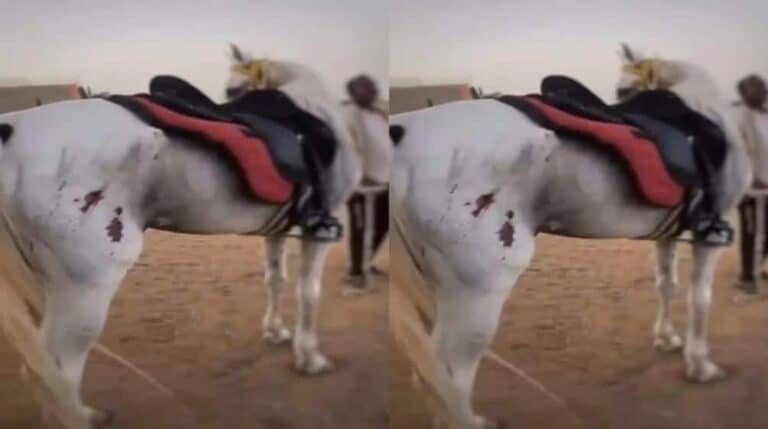 تعذيب خيل في السعودية watanserb.com