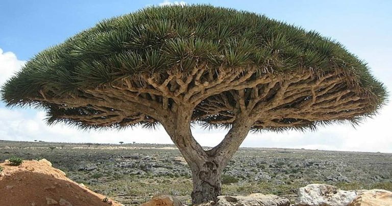 جزيرة سقطرى اليمنية watanserb.com
