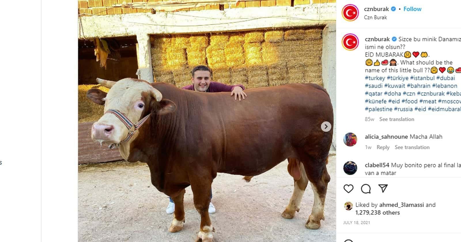بقرة الشيف بوراك