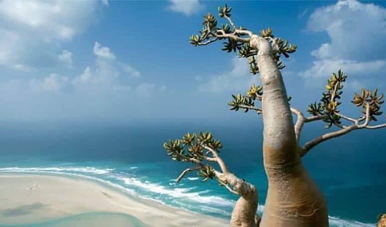 سقطرى watanserb.com
