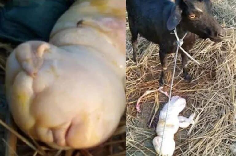 ماعز تضع مولوداً بوجه يشبه البشر والأهالي يعتبرونها “علامة من الله”! (صور) ماعز تلد حيوانا بوجه يشبه البشر watanserb.com