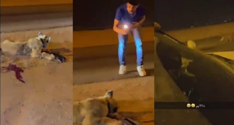 سعوديون يثيرون الغضب بما فعلوه بأسد سائب بعد دهسه بلا رحمة watanserb.com