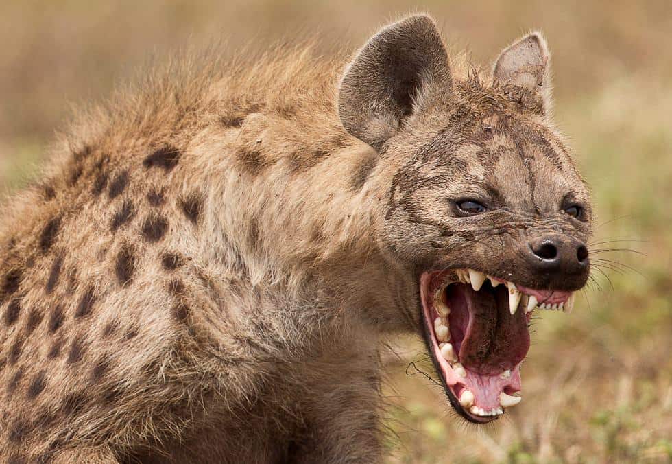 إناث الضباع أو ما يسمى الضبع المرقط (كروكوتا)