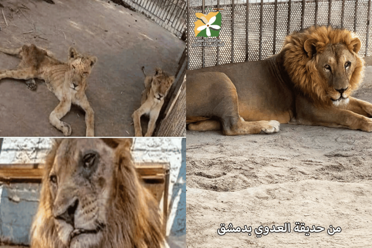 هكذا أحرج “أسد” بحديقة حيوان في سوريا النظام وسخرية واسعة (شاهد) حديقة حيوان في سوريا watanserb.com