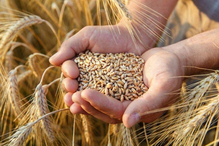 دعم القمح watanserb.com