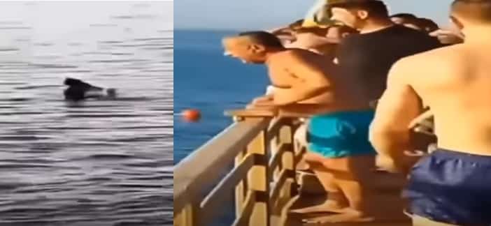 فيديو جديد يرصد آخر لحظات السائحة التي التهمتها سمكة القرش بالغردقة.. ورسالة مؤثرة من زوجها سائحة التهمتها سمكة القرش بالغردقة watanserb.com