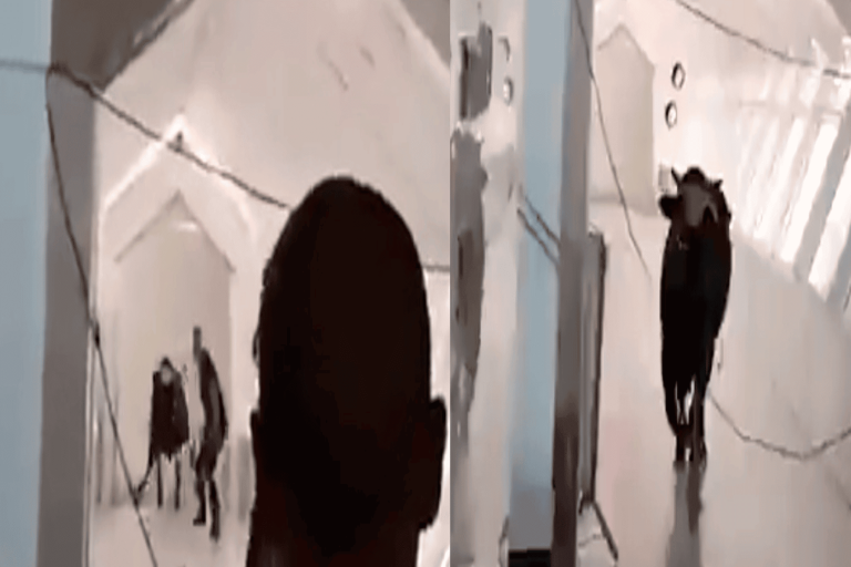ثور هائج يقتحم بنكا إسرائيليا watanserb.com