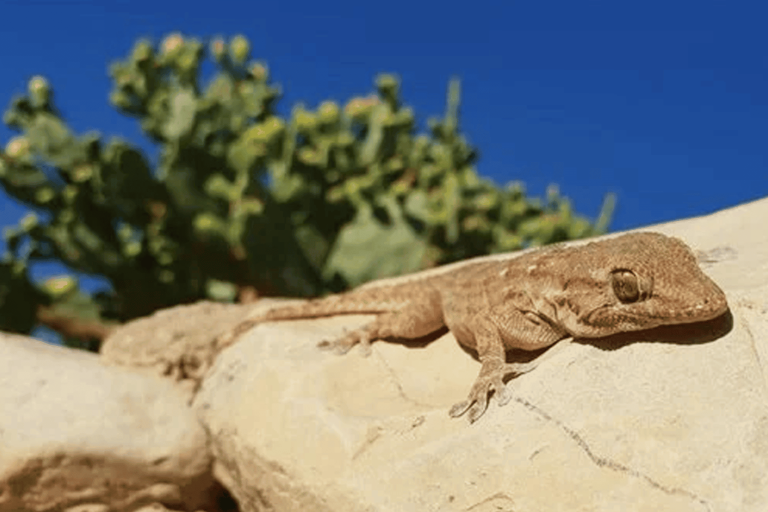 غزو البرص watanserb.com