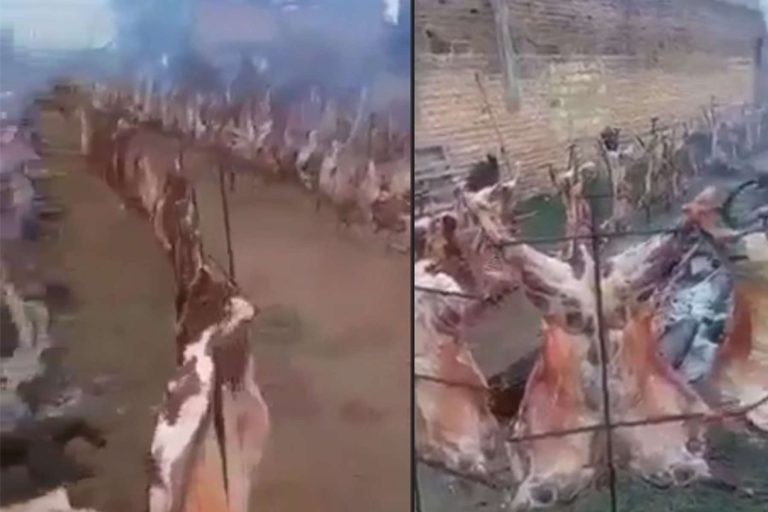 مجزرة أغنام في عرس تونسي watanserb.com