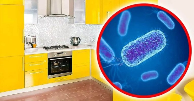 أوساخ في المطبخ watanserb.com