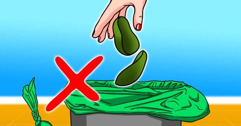 الأفوكادو watanserb.com