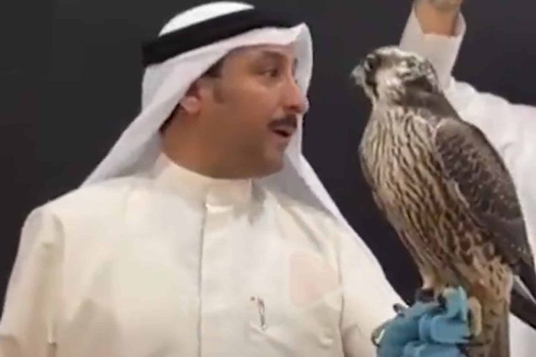 بيع أنثى صقر بمبلغ خيالي في الكويت لمواصفاتها النادرة جدا بيع أنثى صقر watanserb.com