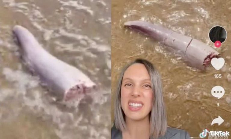 قضيب حوت أحدب watanserb.com