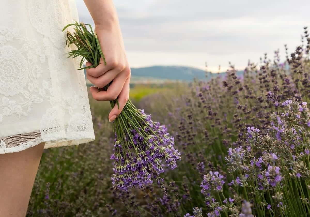 لرائحة الخزامى مزايا تُحارب الإجهاد، من خلال خفض مستوى الكورتيزول، الهرمون المسؤول عن الإجهاد.