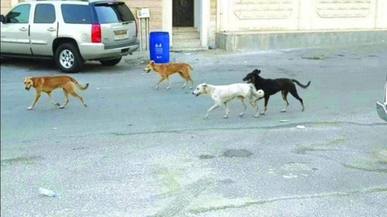 ما فعلته الكلاب الضالة بطفل عماني لا يصدق ومشهد كارثي صادم! الكلاب الضالة في سلطنة عمان watanserb.com