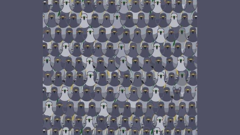 أين القطة في هذه الصورة؟!.. الأذكياء فقط سيجدون مكانها في أقل من 13 ثانية أين القطة في هذه الصورة؟!.. الأذكياء فقط سيجدون مكانها في أقل من 13 ثانية watanserb.com