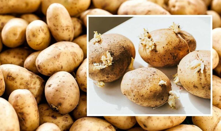 الطريقة الصحيحة لتخزين البطاطس watanserb.com