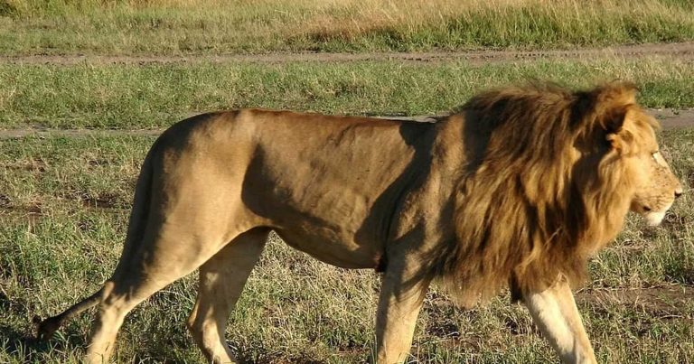 مشهد غير مألوف.. ما فعله أسد بحديقة حيوان سودانية يثير الحيرة (فيديو) أسد بحديقة حيوان سودانية watanserb.com
