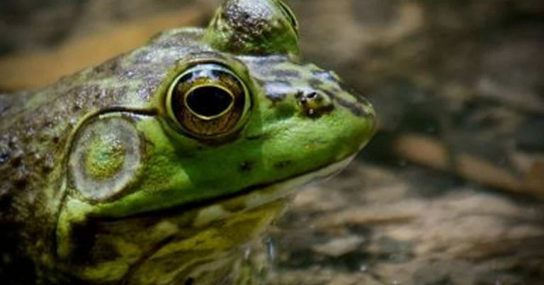 بالصور..حيوانات يقال أنها لا تنام على الإطلاق watanserb.com