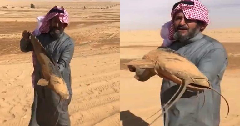 وجود أسماك في صحراء السعودية watanserb.com