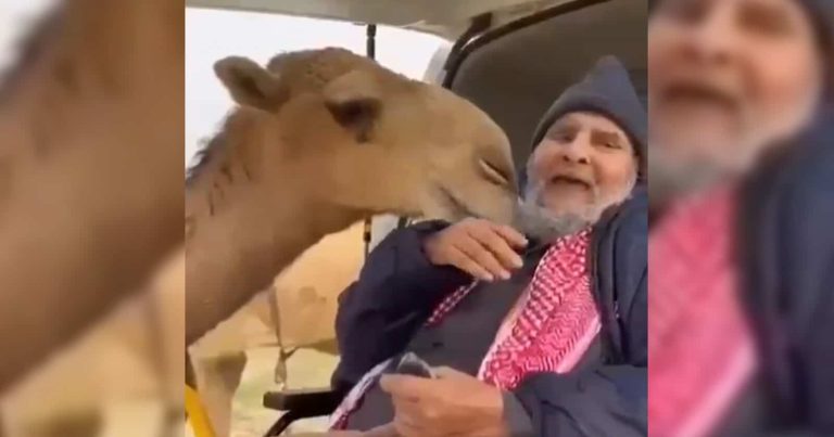 حالة وفاء نادرة بين ناقة وصاحبها السعودي.. لن تصدق ما فعلته (فيديو) وفاء بين ناقة وصاحبها السعودي watanserb.com