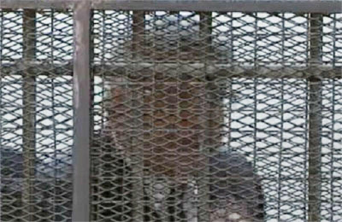 مرتضى منصور في القفص