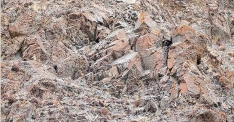 أين النمر في هذه الصورة .. يكاد يكون من المستحيل اكتشافه؟! وهم بصري النمر watanserb.com