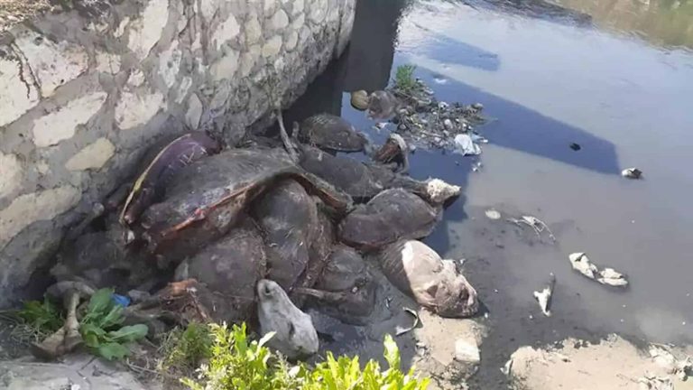 “كبدة الحمير” تثير الهلع في مصر وتستنفر السلطات.. ما القصة؟ ذبح حمير في الغربية watanserb.com