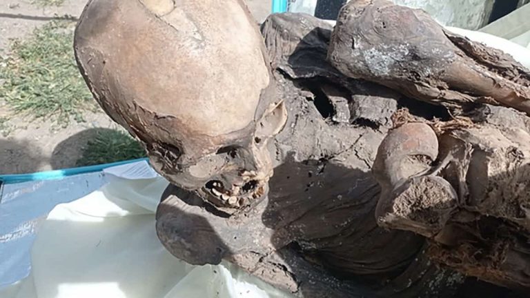 العثور على مومياء عمرها أكثر من 600 عام في حقيبة عامل توصيل العثور على مومياء عمرها أكثر من 600 عام في حقيبة عامل توصيل watanserb.com