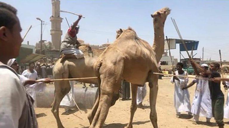 مشاهد مروعة لا تُصدق لتعذيب الجمال جماعيا في “سوق برقاش” بمصر (فيديو) تعذيب الجمال في سوق برقاش watanserb.com