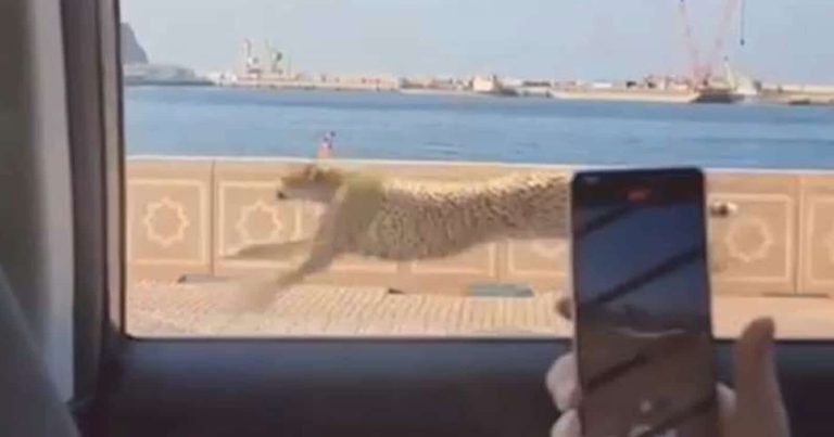 مصمم “فيديو الفهد” الذي أثار الجدل بسلطنة عمان يخرج عن صمته مصمم فيديو الفهد في سلطنة عمان watanserb.com