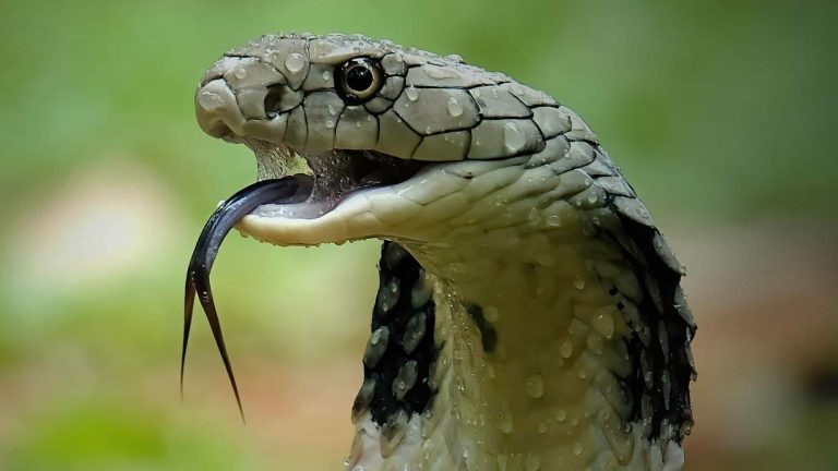 أخطر 5 أفاعي في العالم watanserb.com