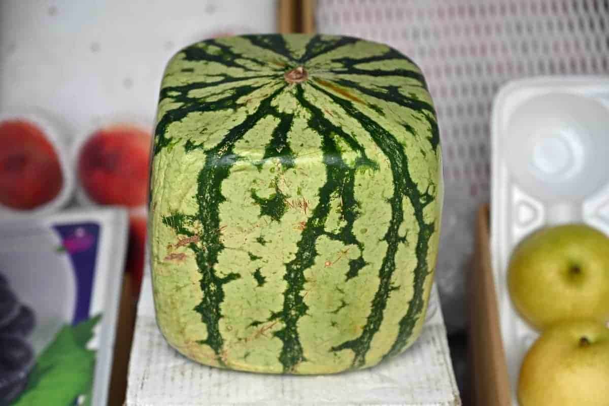 البطيخ المربّع