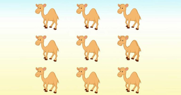 تحديد عدد الإبل في 5 ثوانٍ (اللغز الذهني) watanserb.com