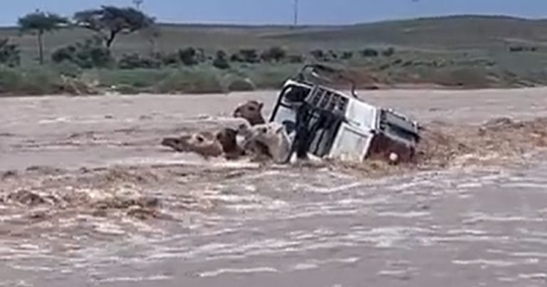 مركبة محملة بالجمال وسط السيل في شرق الحناكية watanserb.com