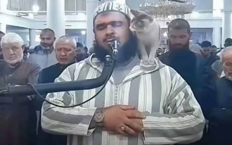 كاتب مصري يسخر من قطة وليد مهساس watanserb.com