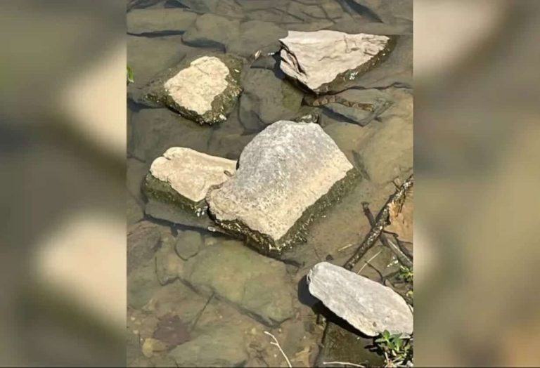 3 ثعابين مخفية في هذه الصورة .. نتحدّاك أن تحددها (شاهد) 3 ثعابين مخفية في صورة وهم بصري، هل يمكنك تحديدها watanserb.com serbapp.com