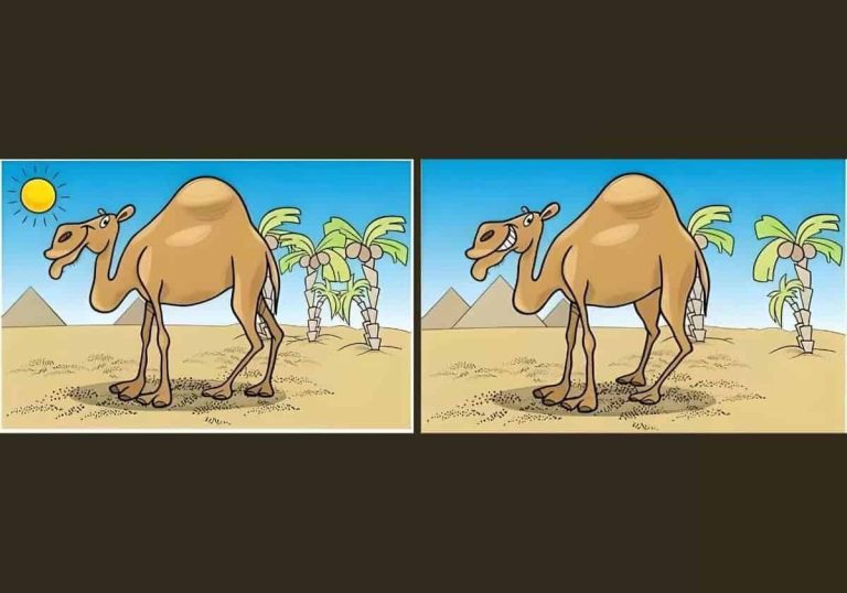 5 اختلافات بين صورتي الجمل watanserb.com