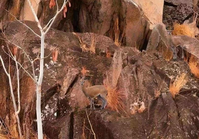 ترى واحدا وهناك آخر.. ظبيان في الصورة عليك اكتشافهما في 5 ثوان watanserb.com