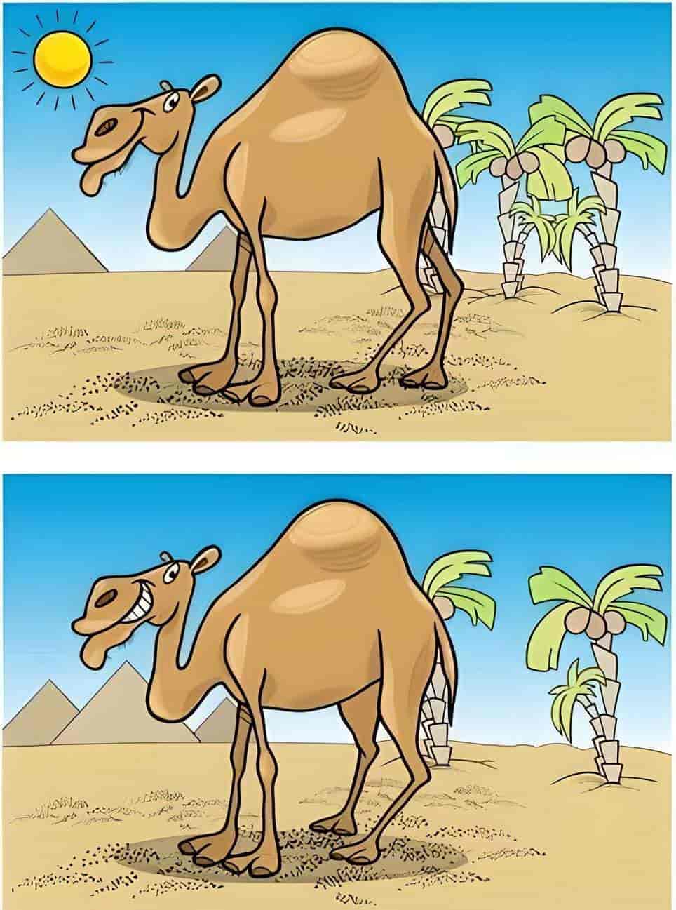 5 اختلافات بين صورتي الجمل