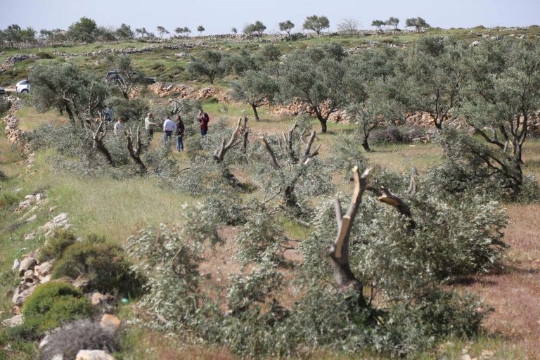 فلسطين كلها تنزف.. حتى الأشجار لم تسلم من إرهاب الاحتلال (تقرير) اعتداءات المستوطنين على الأراضي في الضفة الغربية watanserb.com